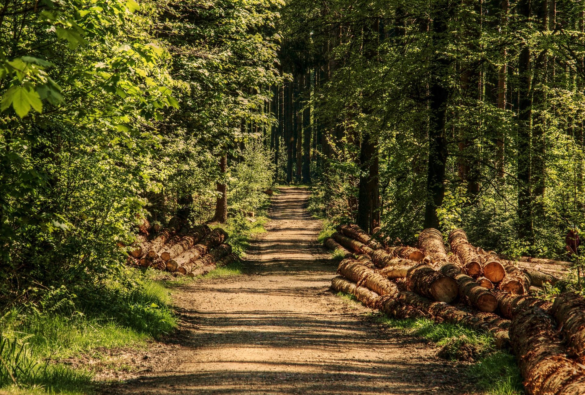 La pérdida de los bosques transforma la biodiversidad