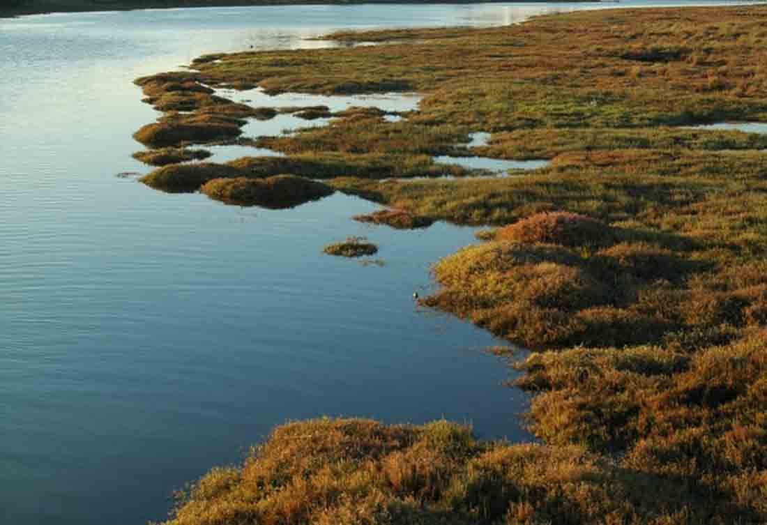 Las marismas se encuentran entre los ecosistemas más productivos del mundo / Foto: Carlos J. Luque, Author provided