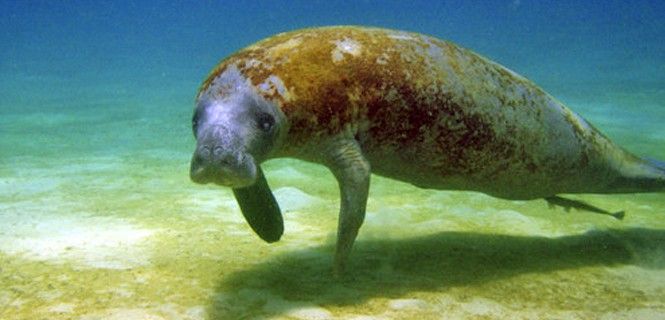 Ejemplar de manatí antillano / Foto: US Fish and Wildlife Service