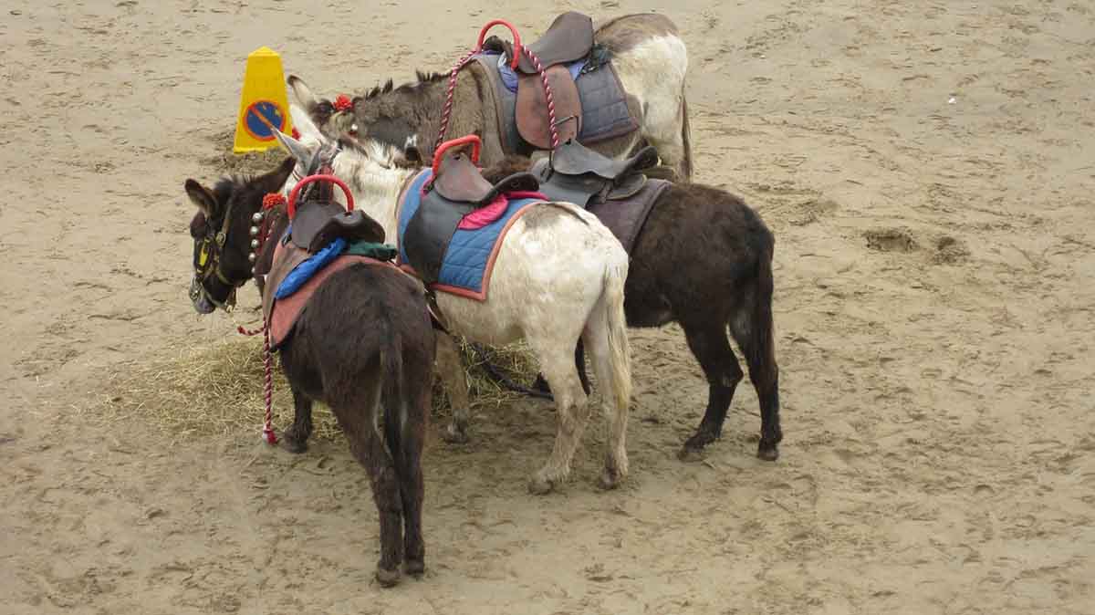 Exigen poner fin a los paseos en burro de Chinchón. PACMA / Foto: Pixabay