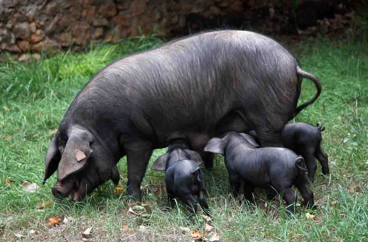 El calor causa estrés a los cerdos ibéricos y aminora su crecimiento / Foto: EP