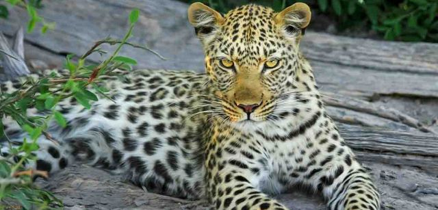 Naturaleza Leopardo Mujer - Foto gratis en Pixabay - Pixabay