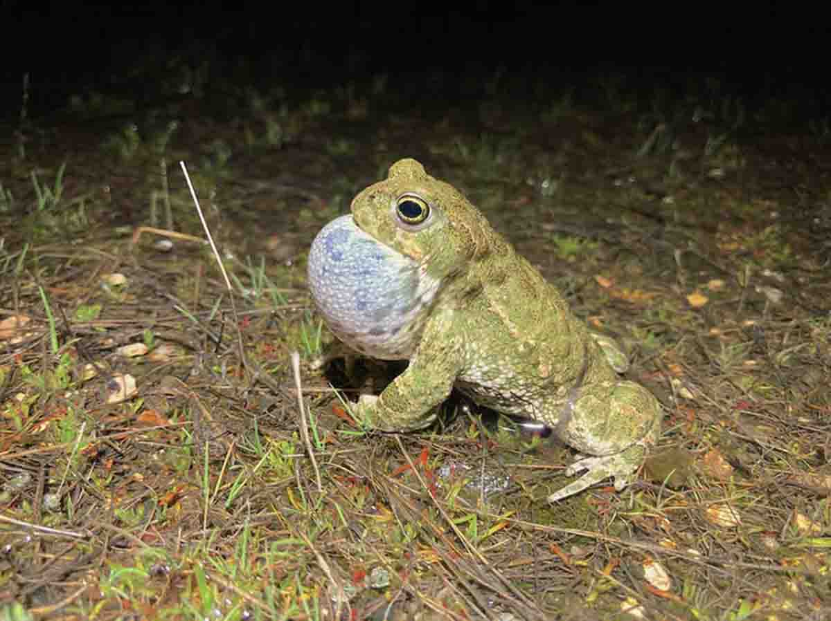 Estudiar el cambio climático a través del canto de los animales / Foto: The Conversation