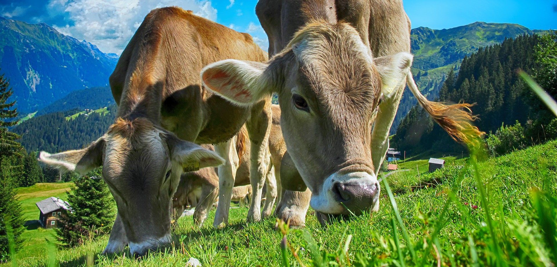 Vacas alimentándose de hierba fresca en un prado de alta montaña / Foto: The Digital Artist