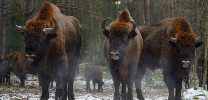 El bisonte, animal reintroducido en diversas zonas de Polonia y Bielorrusia / Foto: Staffan Widstrand / Rewilding Europe