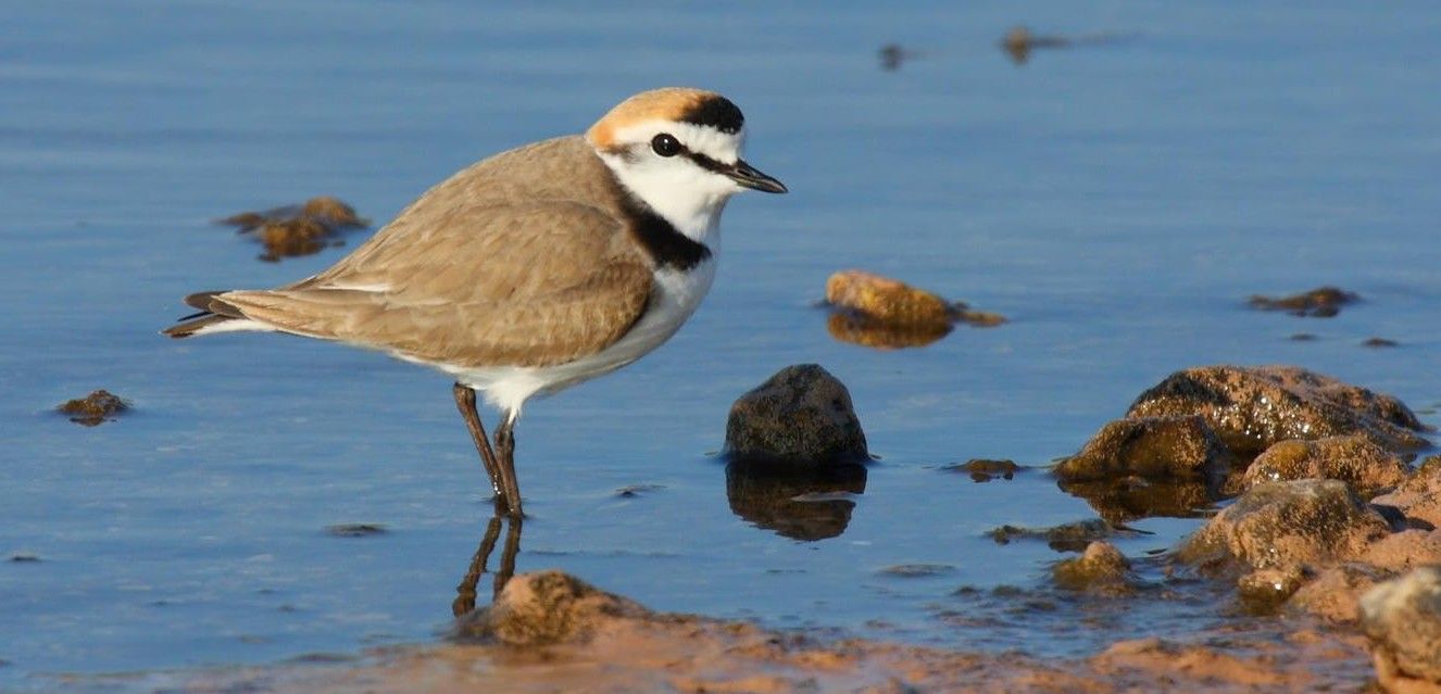 El amenazado chorlitejo patinegro fue elegido Ave del año por la entidad / Foto: SEO-BirdLife