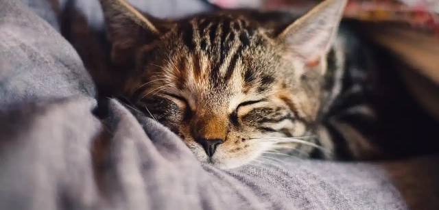 Gato dormido. Fuente: Pixabay