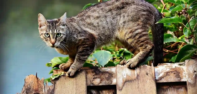 Cat about to jump.  Source: Pixabay