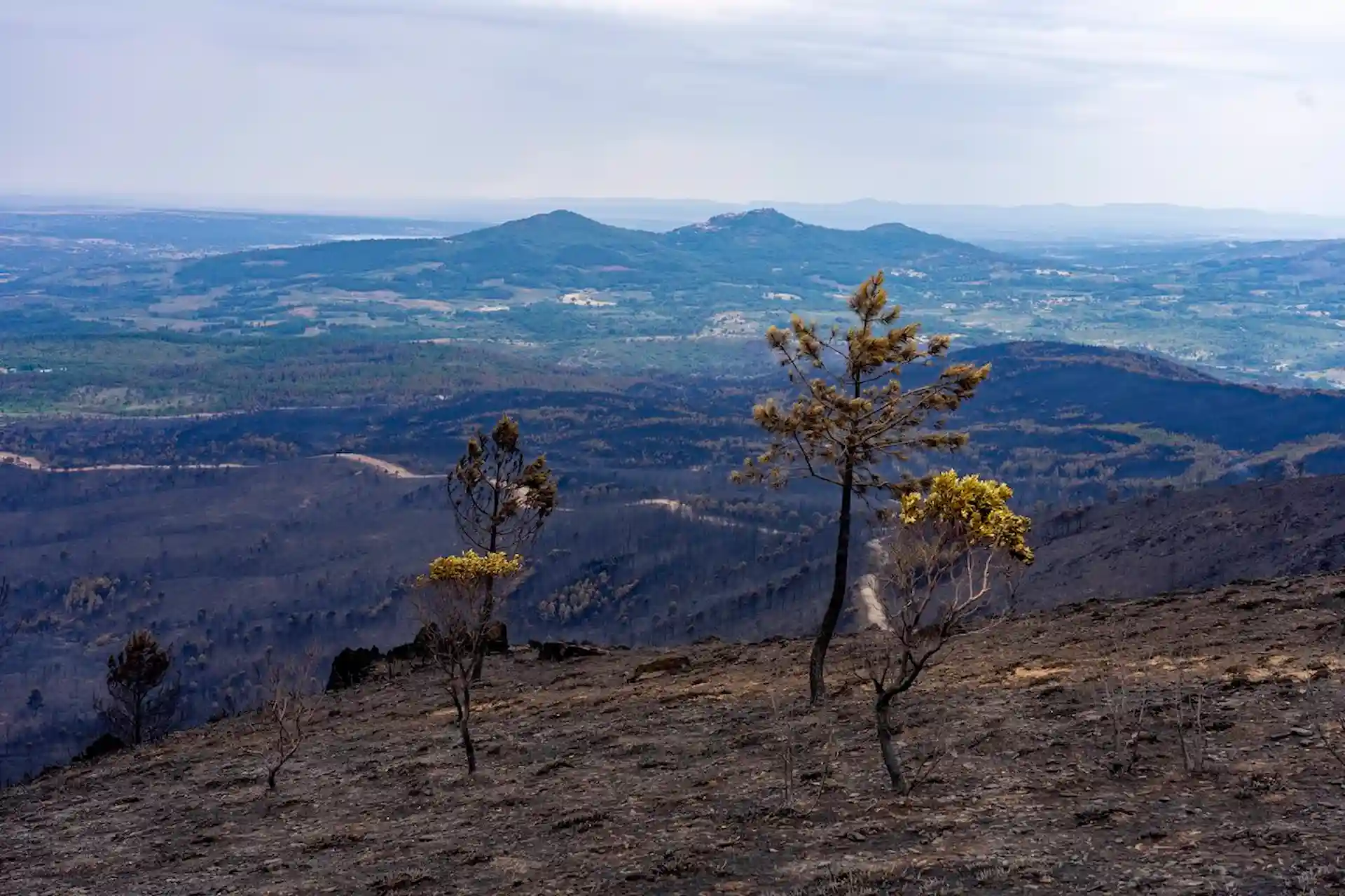 Bosque calcinado por el incendio forestal en Las Hurdes, a 21 de mayo de 2023, en Cáceres, Extremadura (España) / Foto: EP