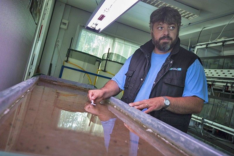 Miquel Campos, técnico coordinador del proyecto, recogiendo ejemplares juveniles de náyades / Foto: Josep Cano