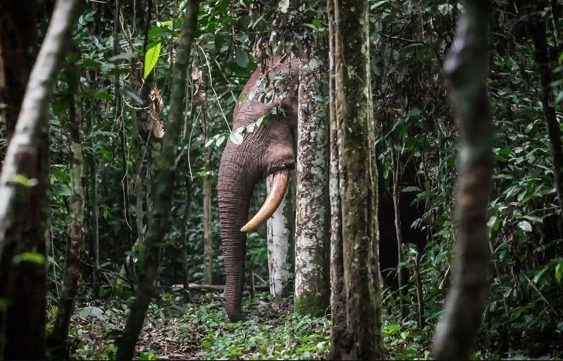 La caza excesiva de grandes frugívoros dispersores de semillas perjudica los bosques. Elefante del bosque / Foto: Wildlife Conservation Society