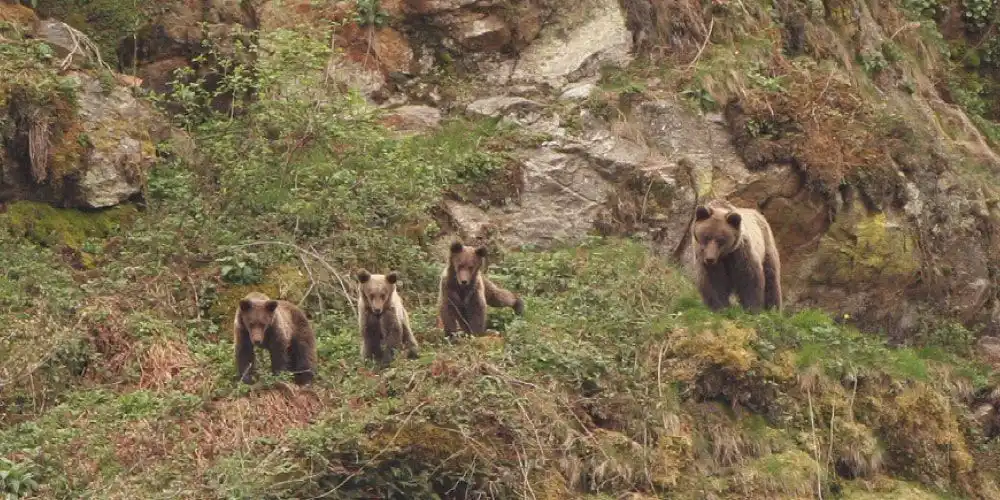 Consejos para recorrer las montañas del oso pardo