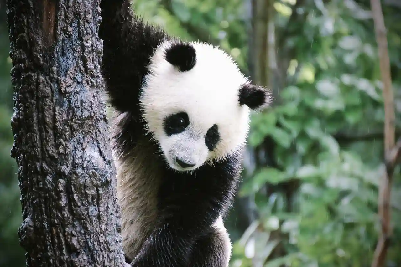 10 curiosidades del oso panda