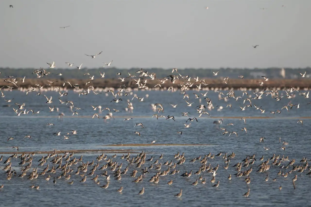 Paraje Natural y Reserva de la Biosfera de Marismas del Odiel / Foto: SEO/BirdLife - José Manuel Méndez