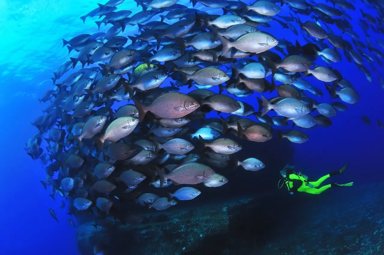 WWF avala el primer Parque Nacional 100% marino en el Mar de Las Calmas / Foto: WWF