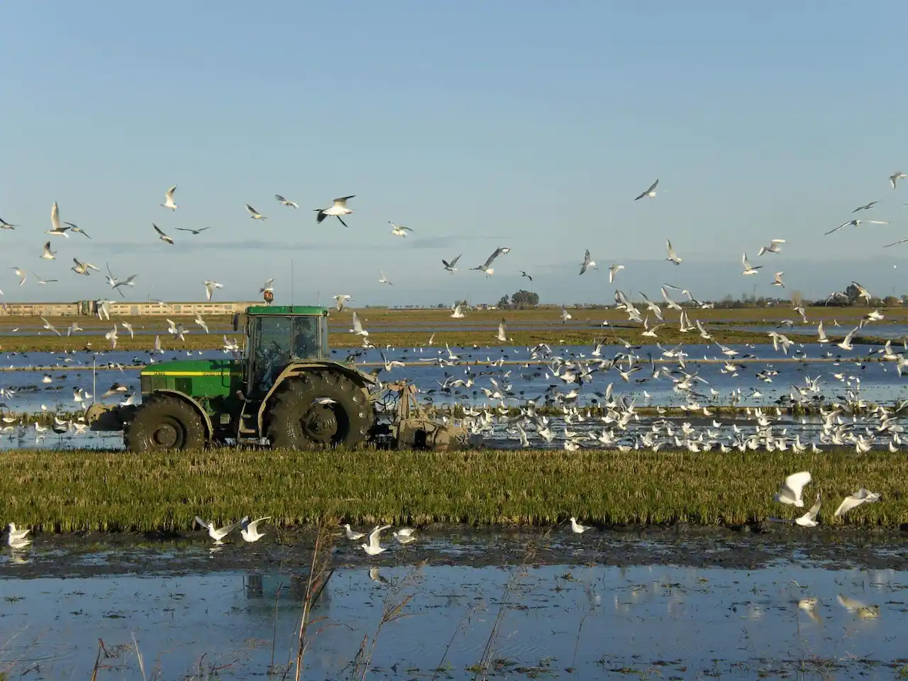 Plantación de arroz en la Reserva Ornitológica de Riet Vell. SEO/BirdLife cumple 70 años / Foto: SEO/BirdLife