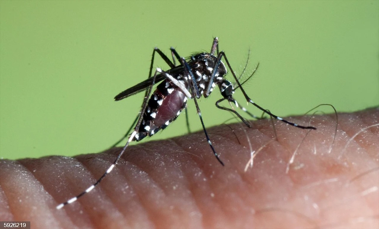 Mosquito tigre, 'Aedes albopictus', transmisor del dengue / Foto: EP