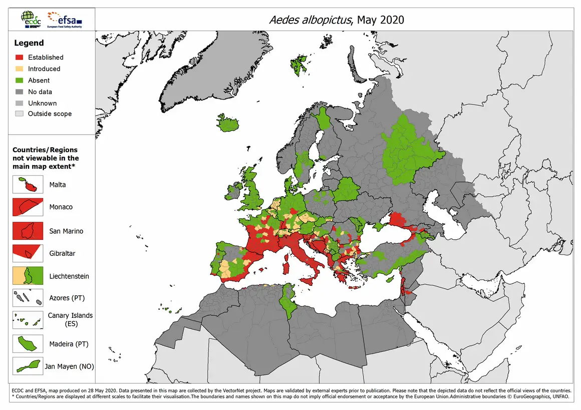 Aedes albopictus 2020 05 (1)
