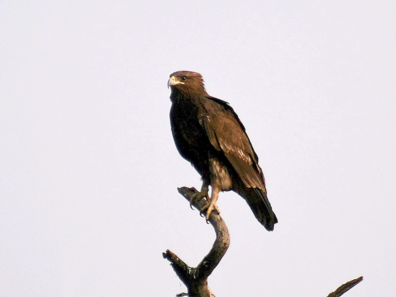 Águila moteada, una de las águilas estudiadas / Foto: Wikipedia