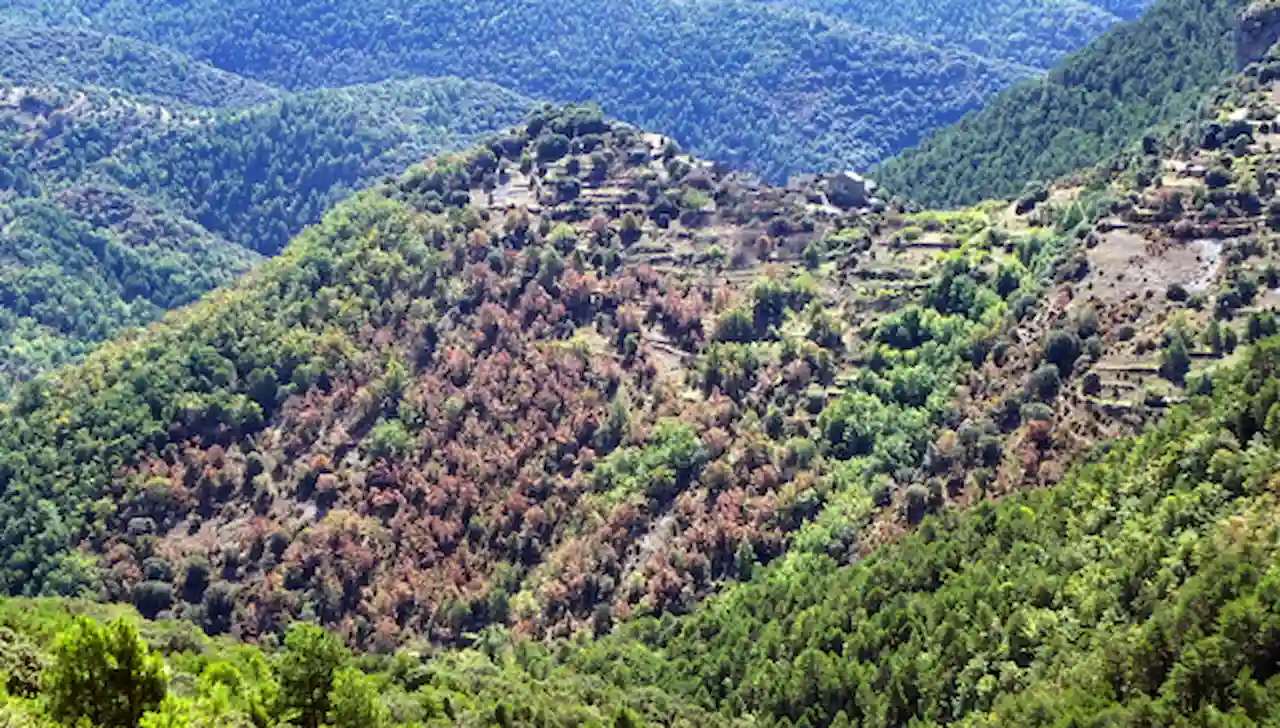 Bosque afectado por la sequía en Catalunya / CREAF