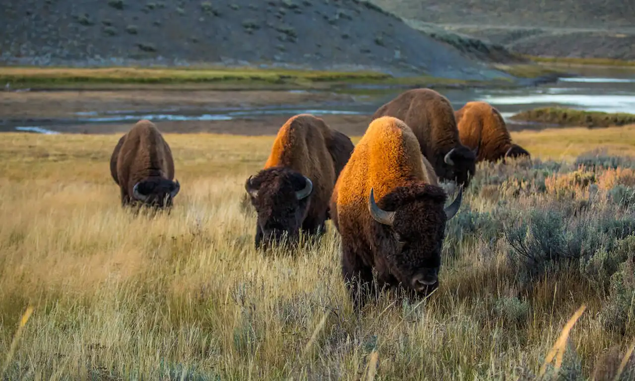 Los pastizales de América del Norte son de los hábitats más degradados del planeta / Foto: WWF