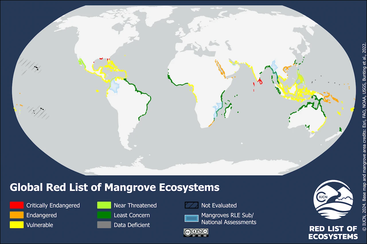 Lista roja mundial de ecosistemas de manglares / Imagen: UICN
