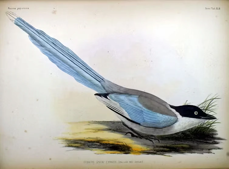 Rabilargo oriental (Cyanopica cyanus). Philipp Franz von Siebold (Fauna Japonica, 1842)