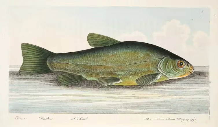 Tenca (Tinca tinca). Ilustración de Eleazar Albin en la obra de J. Goodwin A Treatise on Fish and Fish-Ponds (1832)