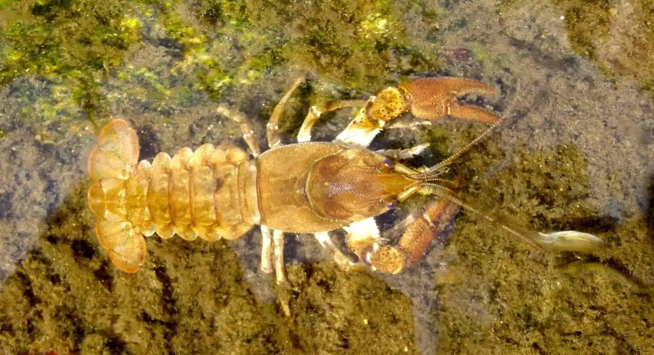 No todas las especies introducidas son iguales. Ejemplar de cangrejo de río (‘Austropotamobius italicus’) / Foto: CSIC