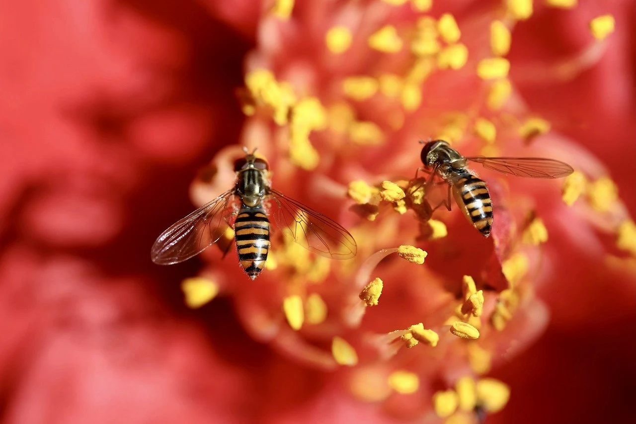 Insectos silvestres polinizadores. Sirfídos (Syrphidae) / Foto: PB