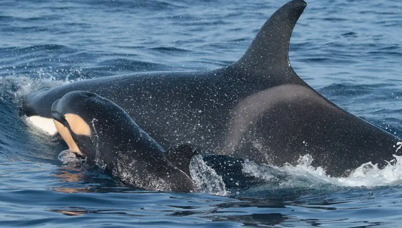 El Gobierno impulsa el marcaje satelital de orcas / Foto: EP