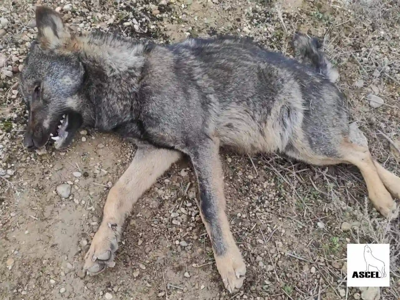 Falta de información ambiental sobre la mortalidad de lobos / Foto: Ascel
