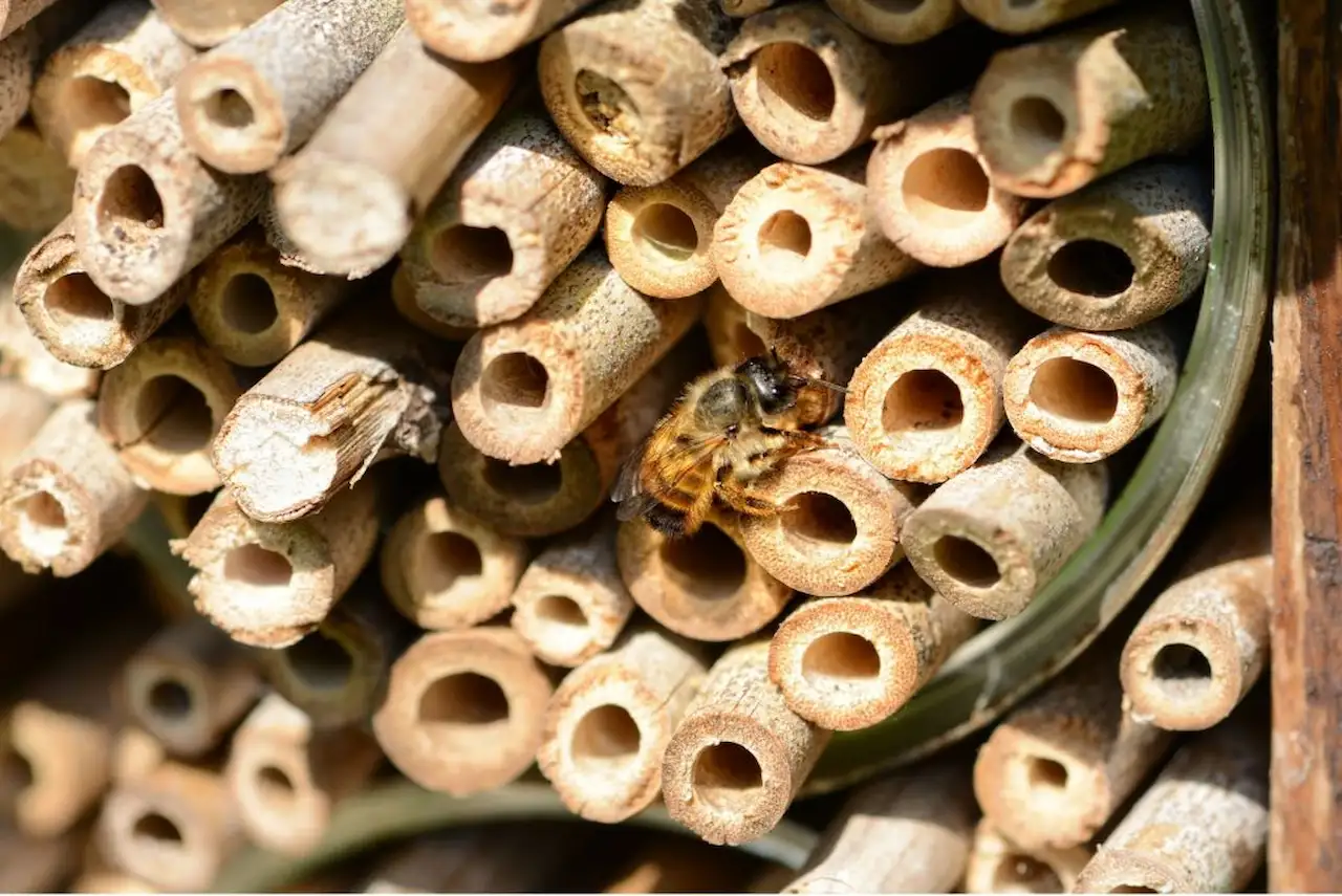 Efectos combinados de la exposición a plaguicidas en abejas solitarias. Abeja solitaria (Osmia sp.) en un "hotel de abejas" / Foto: CC
