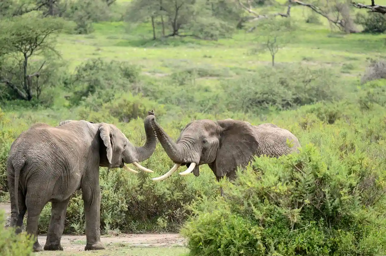 Los elefantes salvajes se ponen nombres propios para comunicarse / Foto: PB