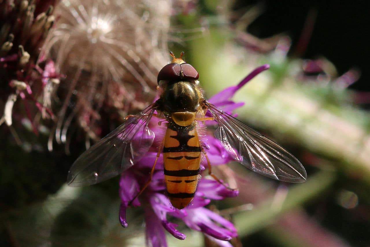 Mosca cernidora (Episyrphus balteatus), uno de los millones de insectos migratorios que cruzan los Pirineos / Foto: CC