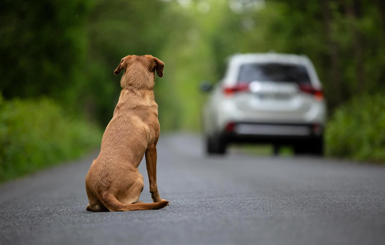 El abandono de perros y gatos en 2023 / Foto: Fundación Affinity