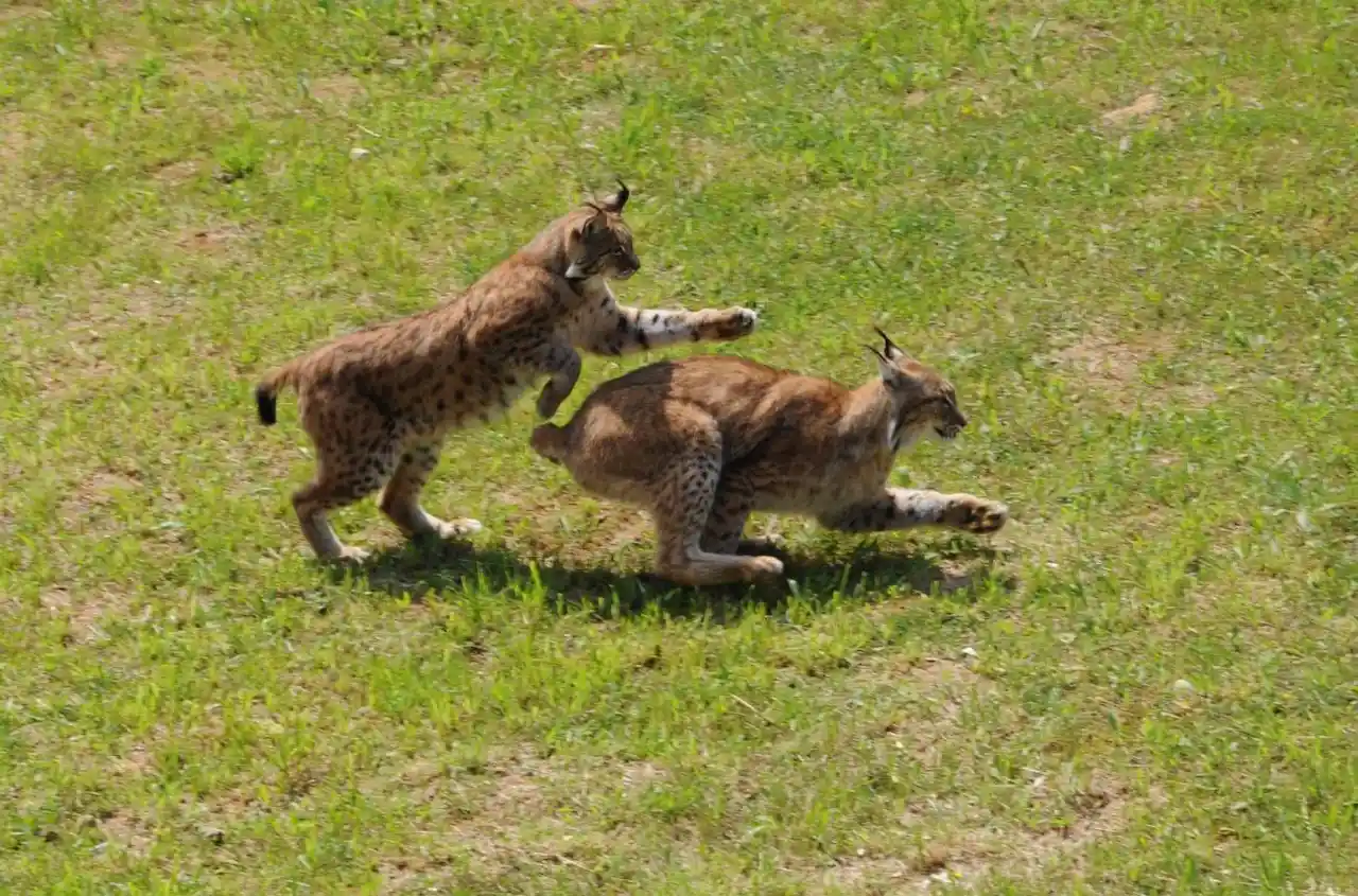 El lince ibérico (Lynx pardinus) en categoría de 'Vulnerable, está todavía amenazado / Foto:  Carlos Octavio Uranga