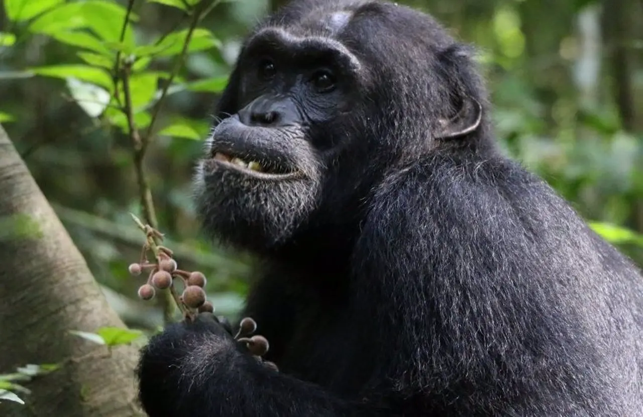 Los chimpancés parecen consumir plantas medicinales cuando están enfermos / Foto: Universidad de Oxford