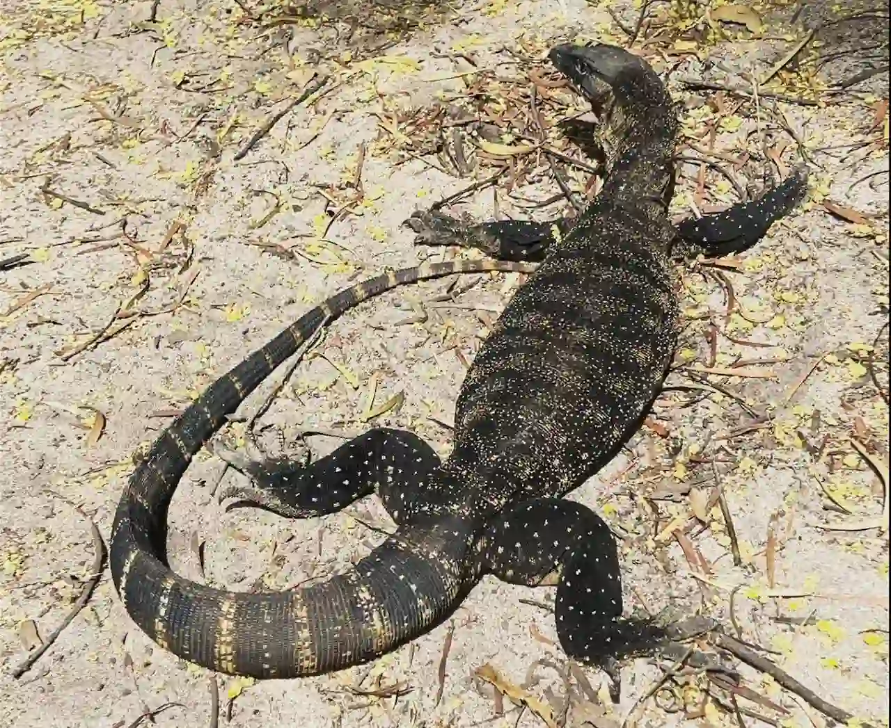 Un gigante lagarto carroñero 'Varanus rosenbergi' de Australia / Foto: Tom Jameson