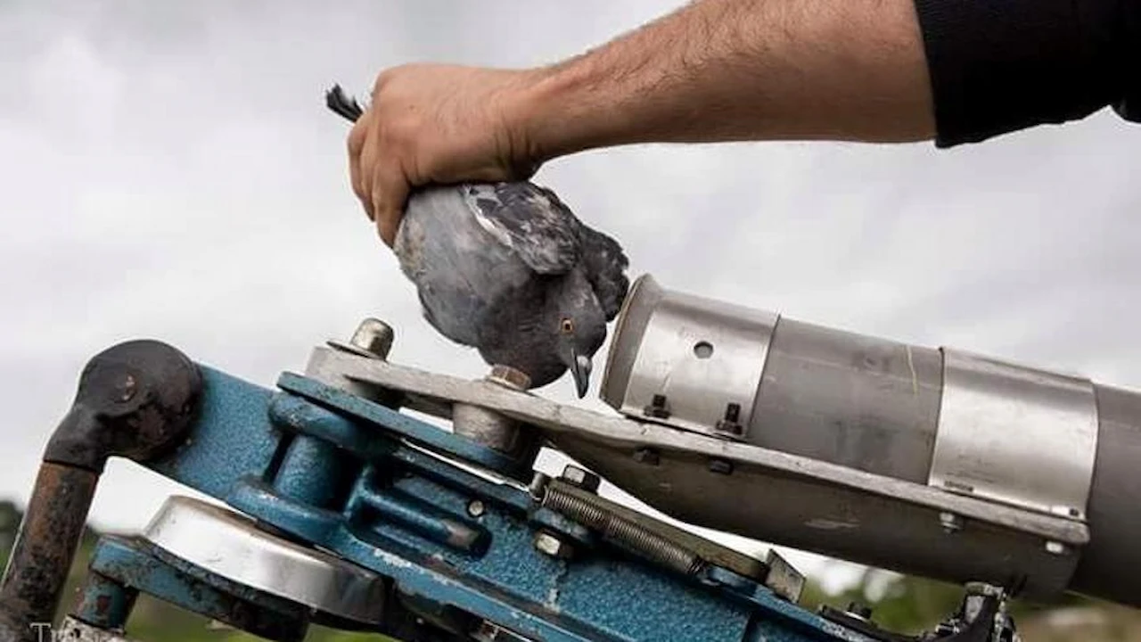 Tiro de pichón. El pichón es introducido en un cañón que lo propulsará al aire para ser tiroteado / Foto: Tras Los Muros