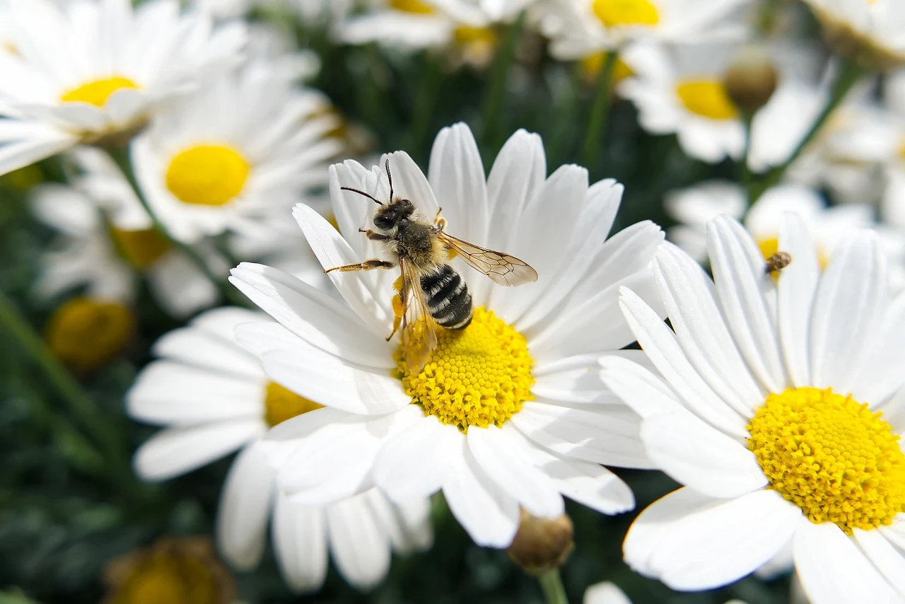 Las margaritas, una planta muy importante para las abejas recolectoras / Foto: PB