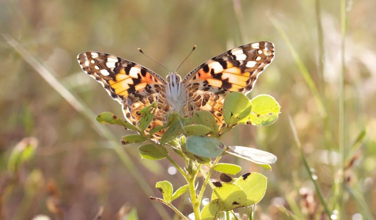 Una mariposa 'Vanessa cardui' 'Vanesa de los cardos'. Documentan por primera evidencias de su viaje transatlántico / Foto: Roger Vila