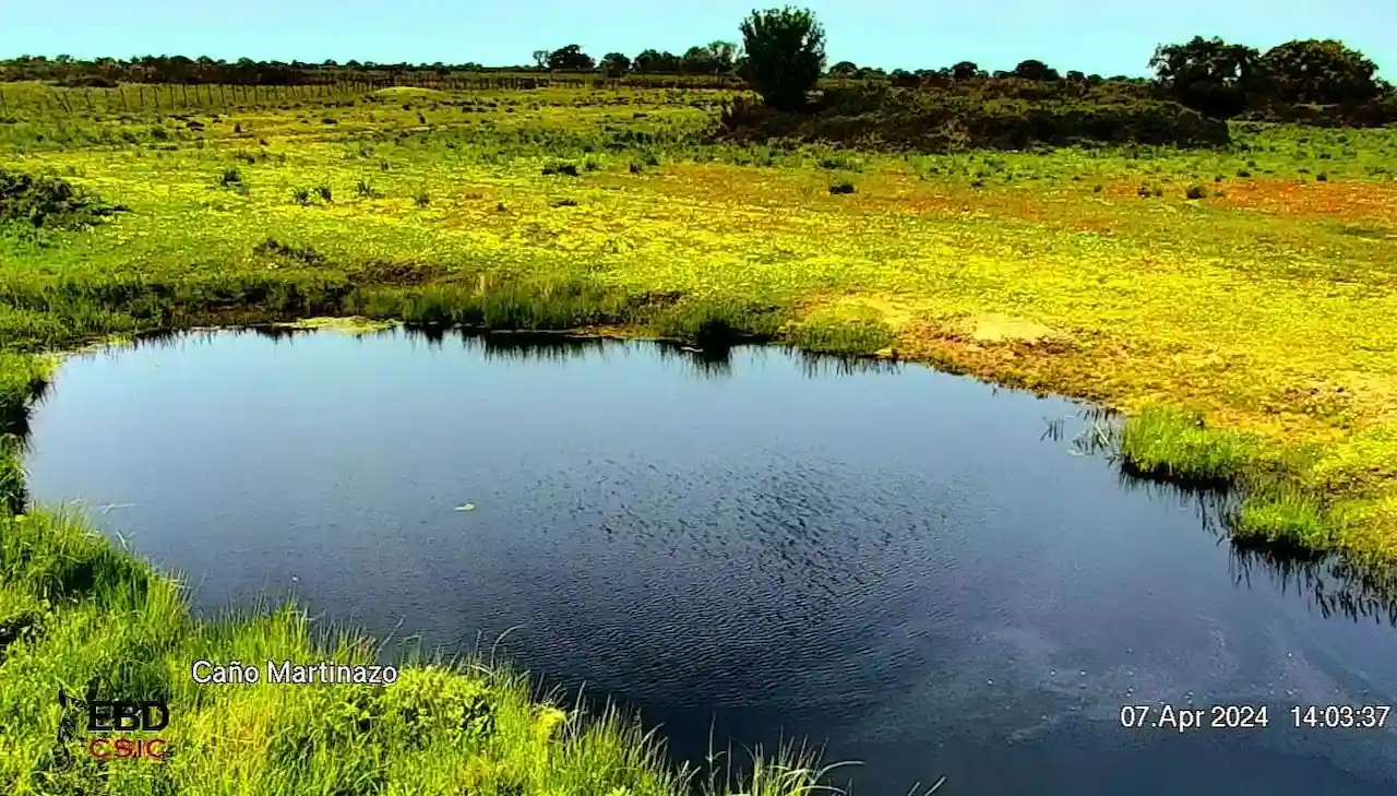 Delicada situación de los anfibios en las lagunas de Doñana  / Foto: CSIC