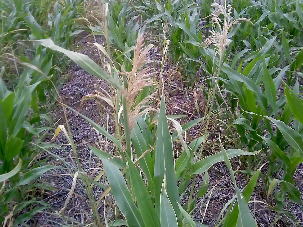 Bruselas autoriza el uso del maíz transgénico. Cultivo de Maíz RR (Roundup Ready), fumigado con glifosato / Foto: Wikimedia Commons