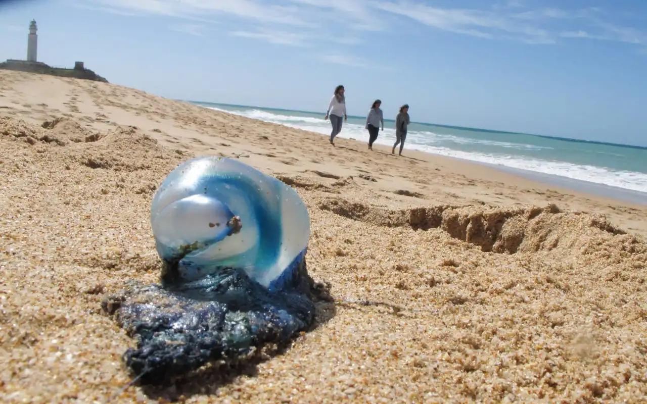 Infomedusas cubre la costa andaluza. Especie carabela portuguesa, su picadura es peligrosa y muy dolorosa / Foto: EP