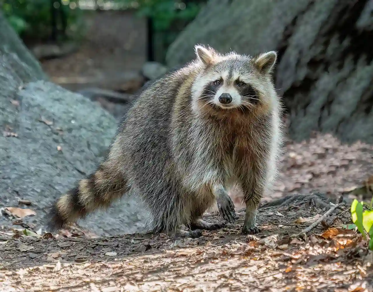 El mapache (Procyon lotor), una especie invasora en Europa, amenaza la biodiversidad nativa y supone un riesgo sanitario / Foto: CC BY-SA