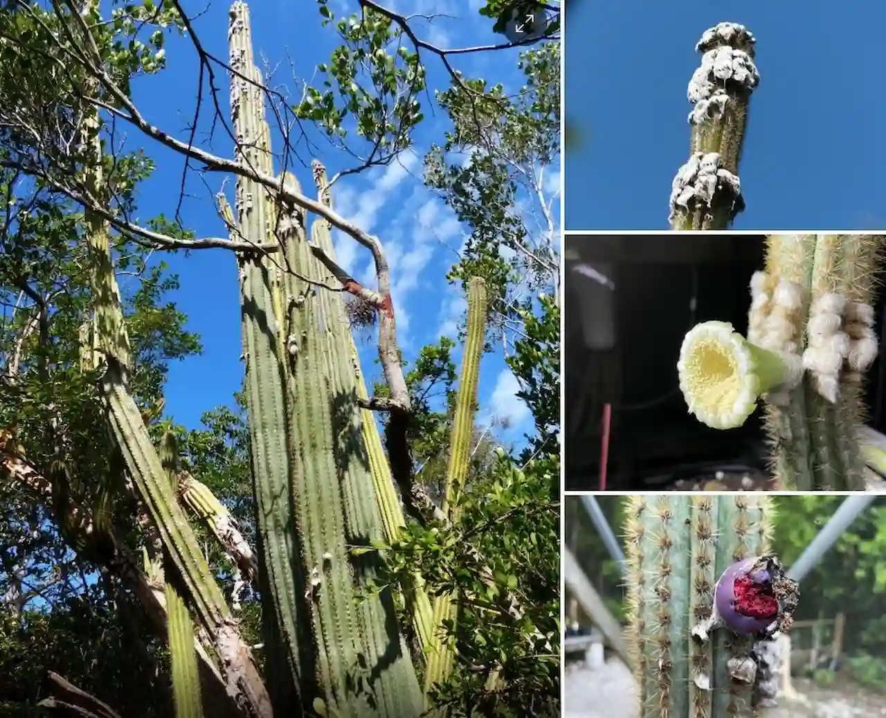 Aspecto general y detalle del cactus de Cayo Largo. Primera extinción local en EEUU / Foto: Museo de Florida