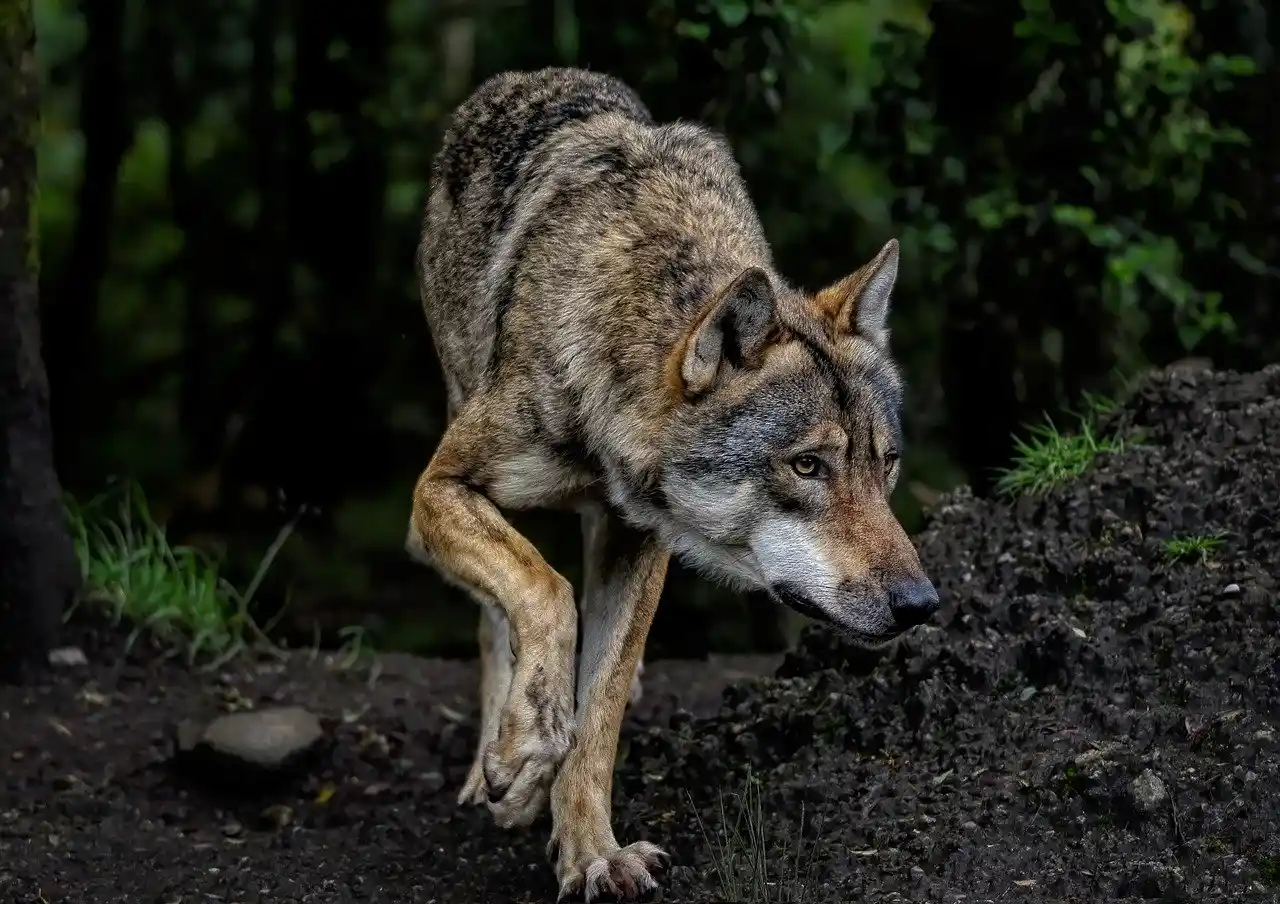 Avalada por el TJUE la prohibición de la caza del lobo sin excepciones / Foto: PB