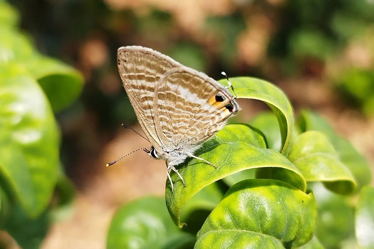 Mariposa 'lampides boeticus', especie que ha aumentado en número de ejemplares. Mariposas / Foto: CREAF