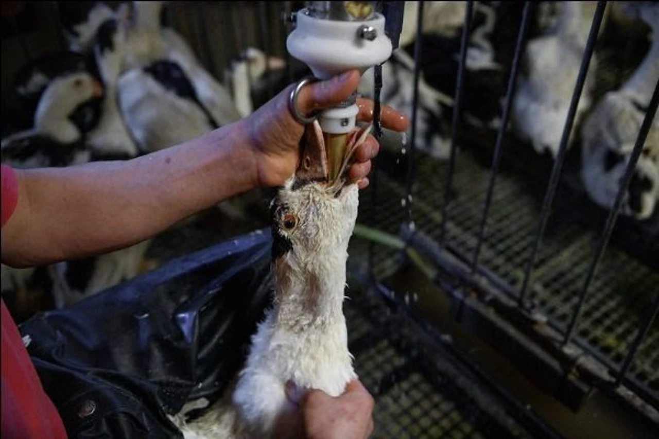 Alimentación forzada para hacer foie gras / Foto: Igualdad Animal